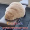«Система культивации кота 2» rassvet